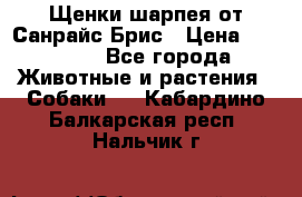 Щенки шарпея от Санрайс Брис › Цена ­ 30 000 - Все города Животные и растения » Собаки   . Кабардино-Балкарская респ.,Нальчик г.